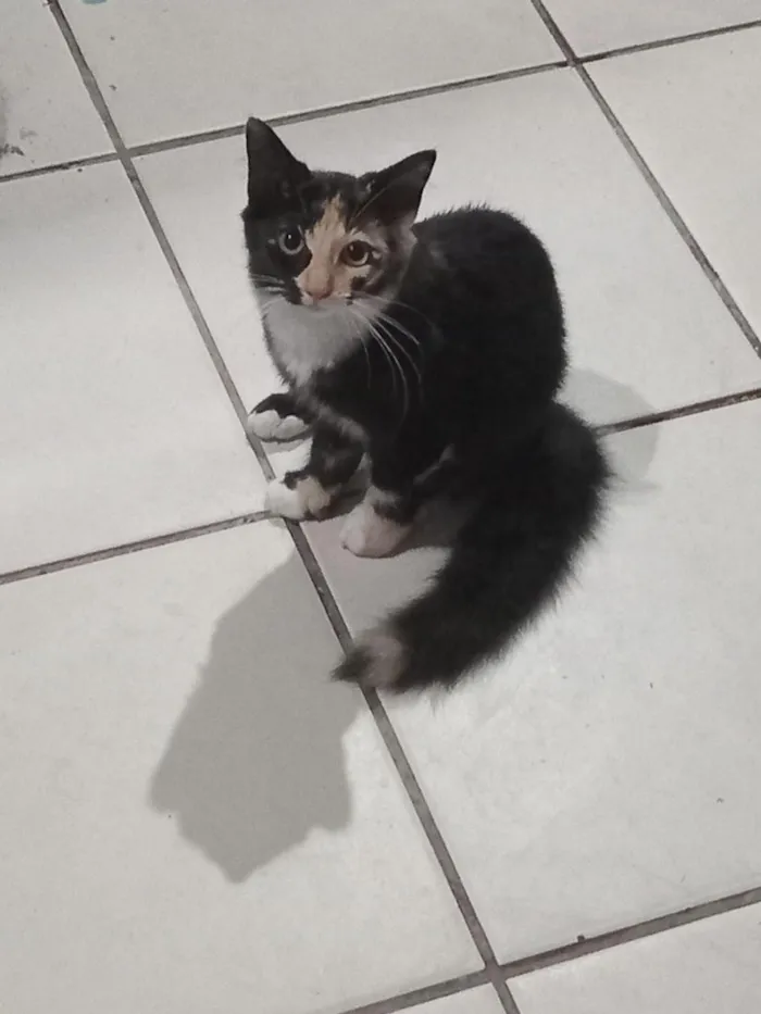 Gato raça SRD-ViraLata idade 2 a 6 meses nome Marie