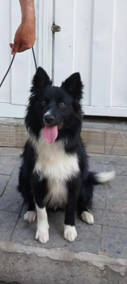 Cachorro raça Labrador idade 2 anos nome pyke