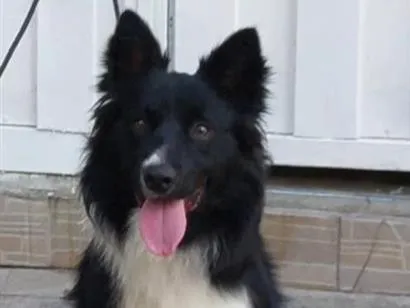 Cachorro raça Labrador idade 2 anos nome pyke