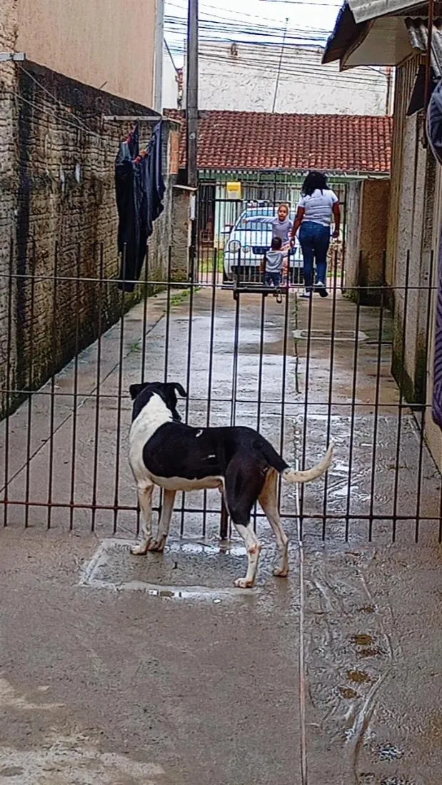 Cachorro raça SRD-ViraLata idade 5 anos nome Pitoco
