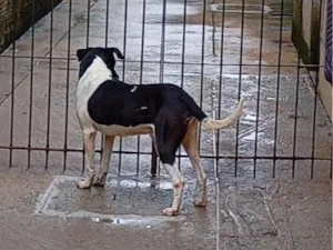 Cachorro raça SRD-ViraLata idade 5 anos nome Pitoco