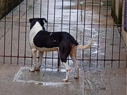 Cachorro raça SRD-ViraLata idade 5 anos nome Pitoco