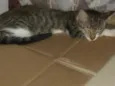 mimosa 