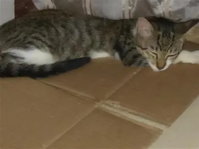 Gato raça SRD-ViraLata idade 2 a 6 meses nome mimosa 