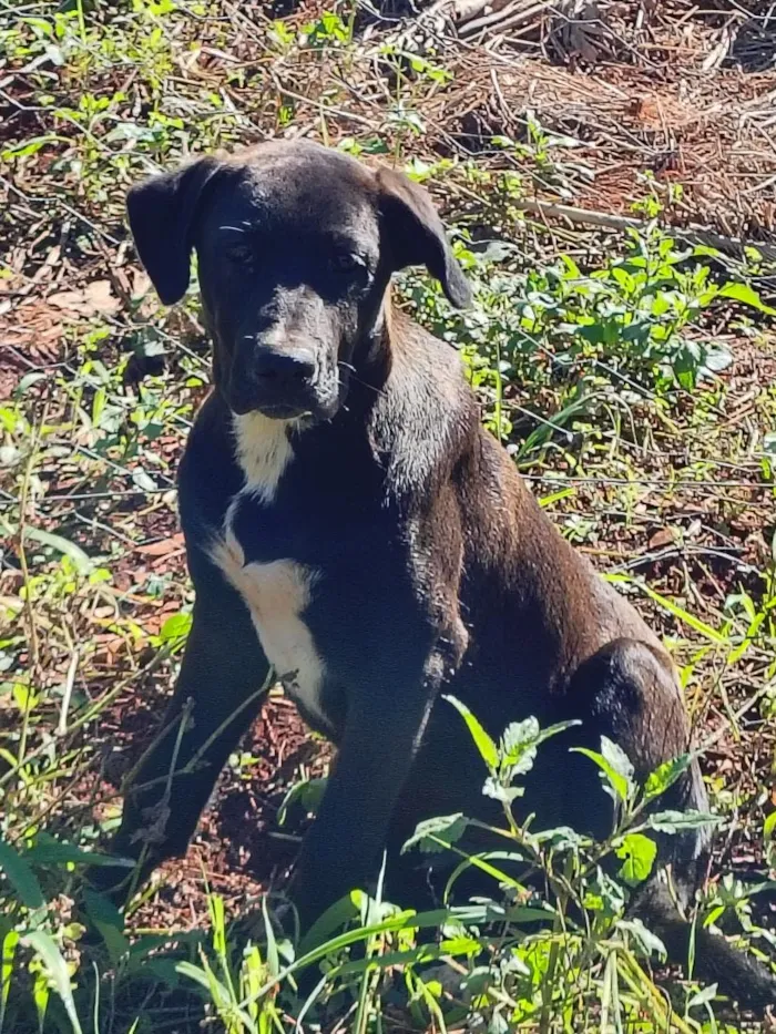 Cachorro raça SRD-ViraLata idade 7 a 11 meses nome Schaysi