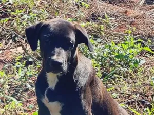 Cachorro raça SRD-ViraLata idade 7 a 11 meses nome Schaysi