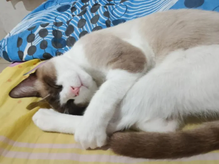 Gato raça SRD-ViraLata idade 2 a 6 meses nome sem nome