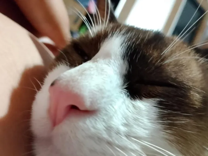 Gato raça SRD-ViraLata idade 2 a 6 meses nome sem nome