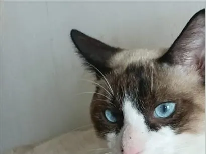 Gato raça SRD-ViraLata idade 2 a 6 meses nome sem nome