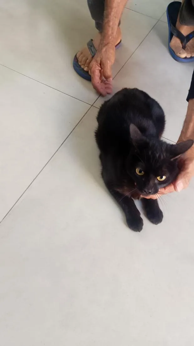 Gato raça SRD-ViraLata idade 7 a 11 meses nome Pretinha