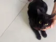 Pretinha