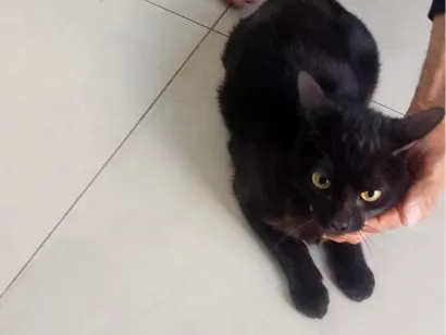 Gato raça SRD-ViraLata idade 7 a 11 meses nome Pretinha