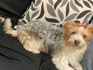 Cachorro raça Perdigueiro idade 3 anos nome Lua 