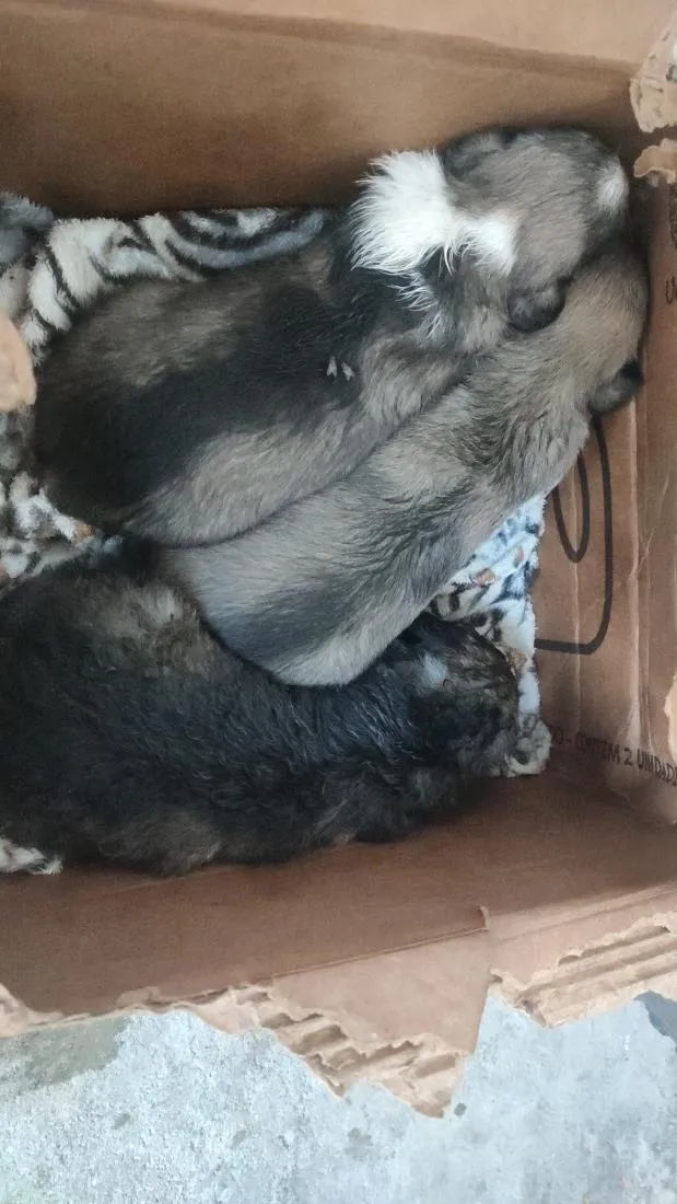 Cachorro raça SRD-ViraLata idade Abaixo de 2 meses nome prestigio 