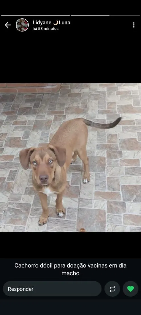 Cachorro raça SRD-ViraLata idade 7 a 11 meses nome tgor