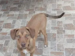 Cachorro raça SRD-ViraLata idade 7 a 11 meses nome tgor