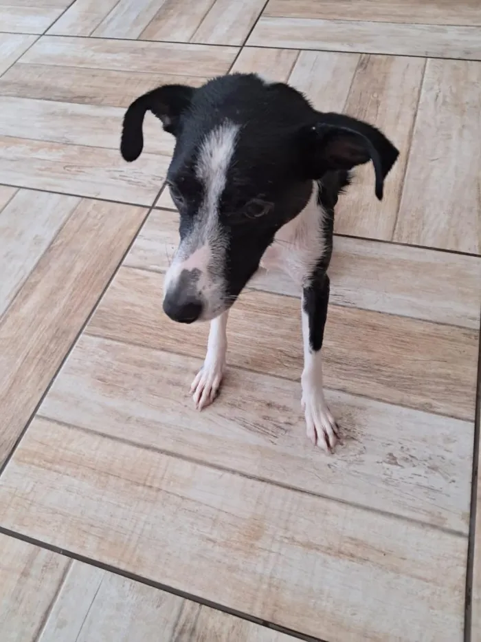 Cachorro raça SRD-ViraLata idade 1 ano nome Mally