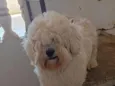 Simba