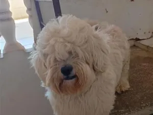 Cachorro raça Poodle idade 2 a 6 meses nome Simba