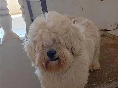 Cachorro raça Poodle idade 2 a 6 meses nome Simba