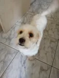 Simba