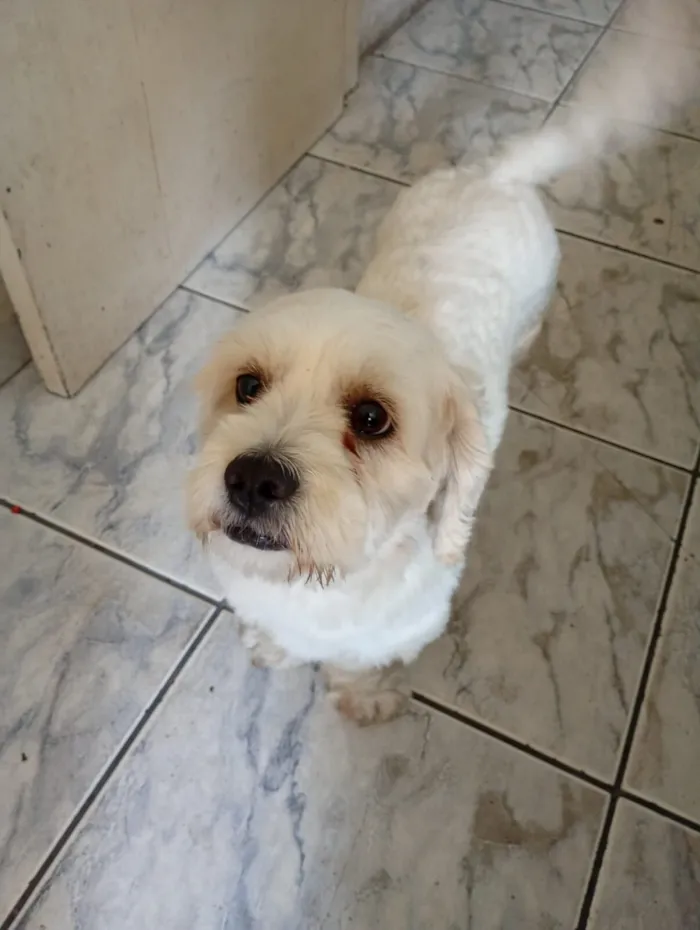 Cachorro raça Poodle idade 2 a 6 meses nome Simba