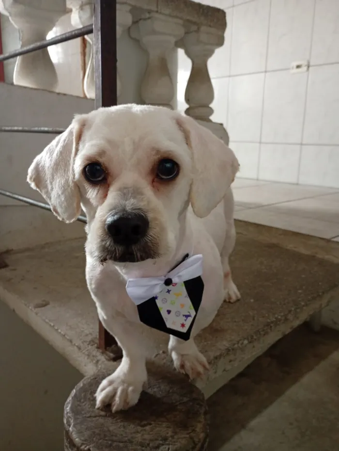 Cachorro raça Poodle idade 2 a 6 meses nome Simba