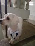 Simba