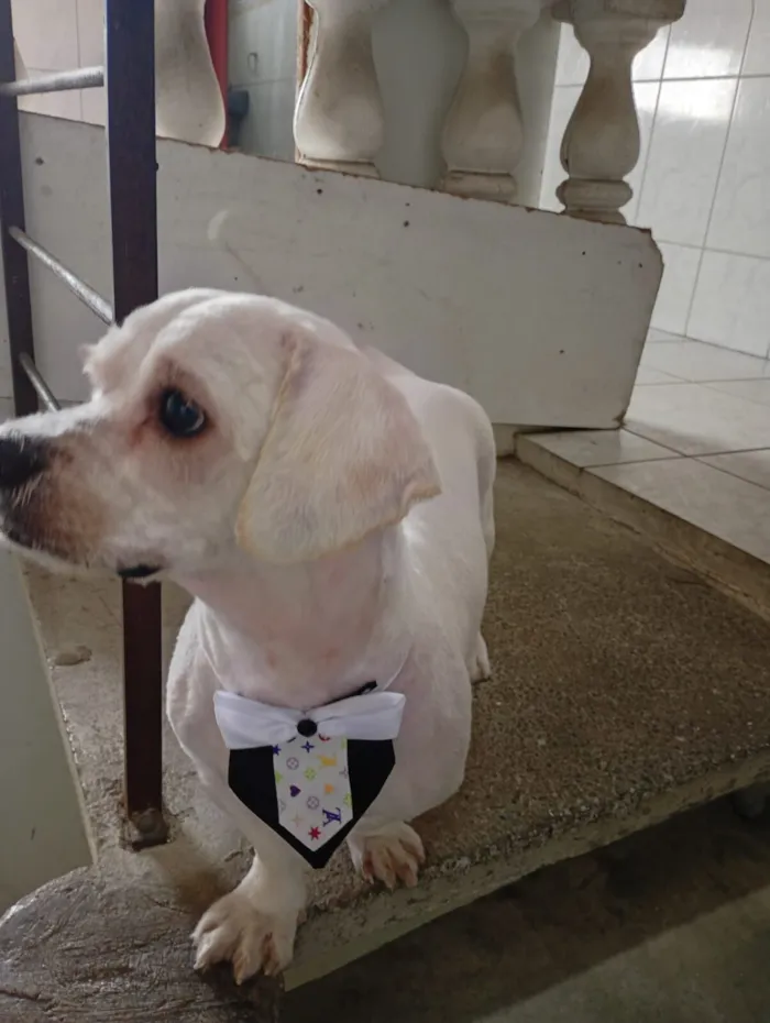 Cachorro raça Poodle idade 2 a 6 meses nome Simba
