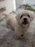 Simba