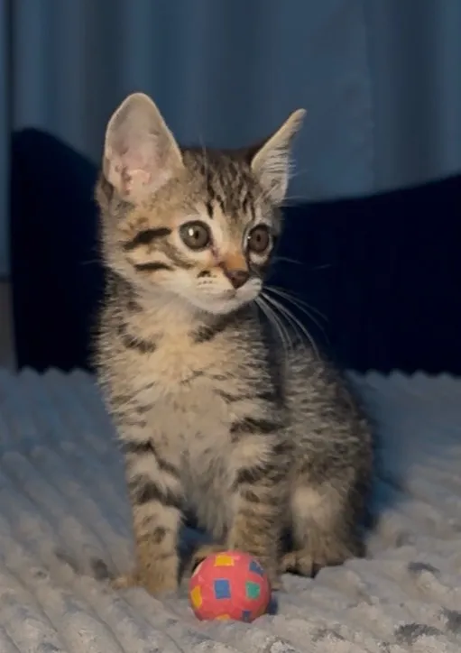 Gato raça SRD-ViraLata idade 2 a 6 meses nome Theo