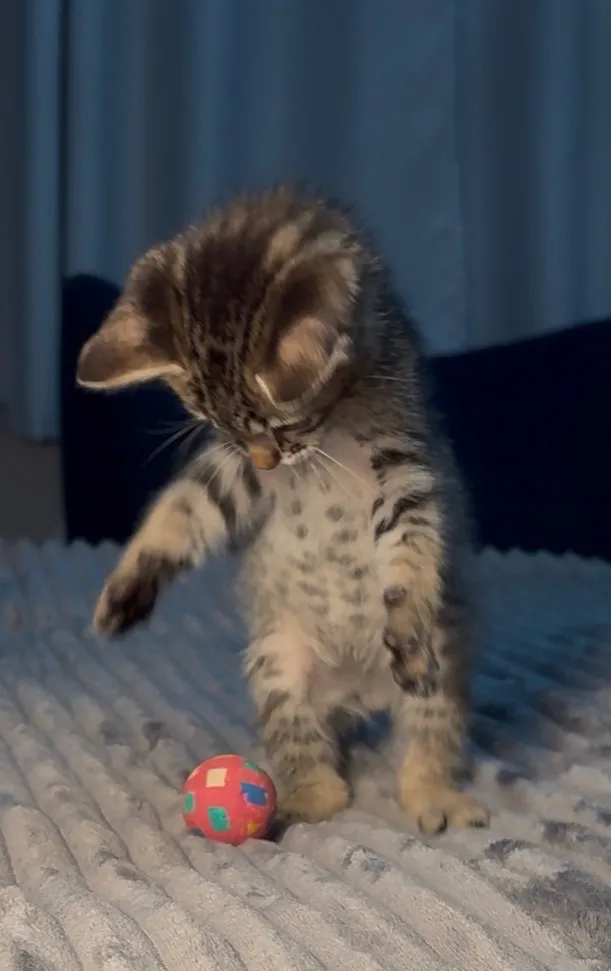 Gato raça SRD-ViraLata idade 2 a 6 meses nome Theo