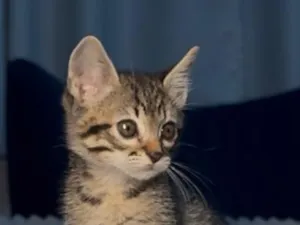 Gato raça SRD-ViraLata idade 2 a 6 meses nome Theo