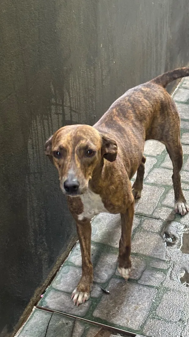 Cachorro raça SRD-ViraLata idade 2 anos nome Kiara