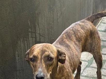 Cachorro raça SRD-ViraLata idade 2 anos nome Kiara