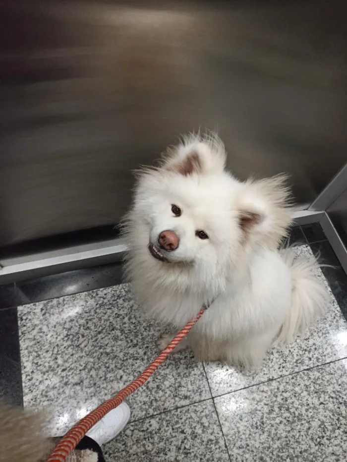 Cachorro raça Shitzu idade 2 anos nome Olívia 