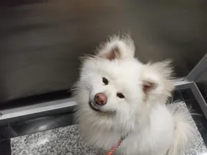 Cachorro raça Shitzu idade 2 anos nome Olívia 