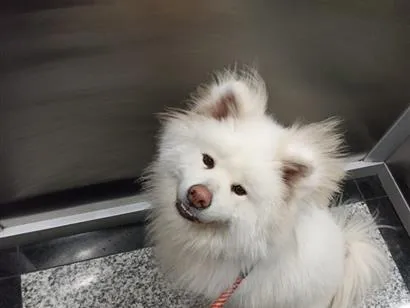 Cachorro raça Shitzu idade 2 anos nome Olívia 