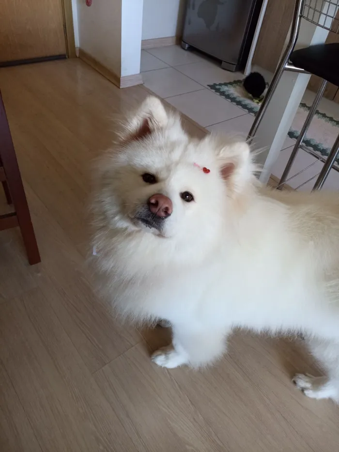 Cachorro raça Shitzu idade 2 anos nome Olívia 