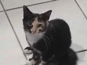 Gato raça SRD-ViraLata idade 2 a 6 meses nome Marie