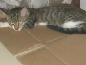 Gato raça SRD-ViraLata idade 2 a 6 meses nome mimosa 