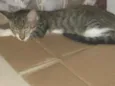 mimosa