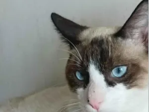 Gato raça SRD-ViraLata idade 2 a 6 meses nome sem nome