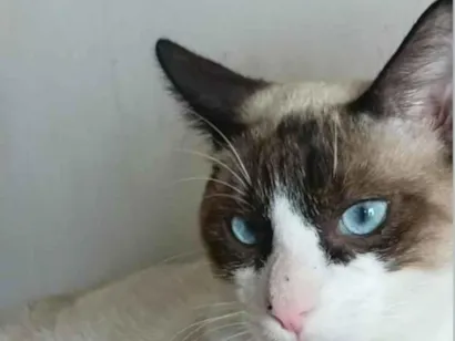 Gato raça SRD-ViraLata idade 2 a 6 meses nome sem nome