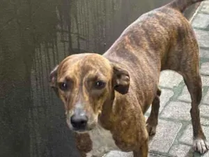 Cachorro raça SRD-ViraLata idade 2 anos nome Kiara