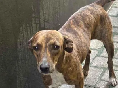 Cachorro raça SRD-ViraLata idade 2 anos nome Kiara