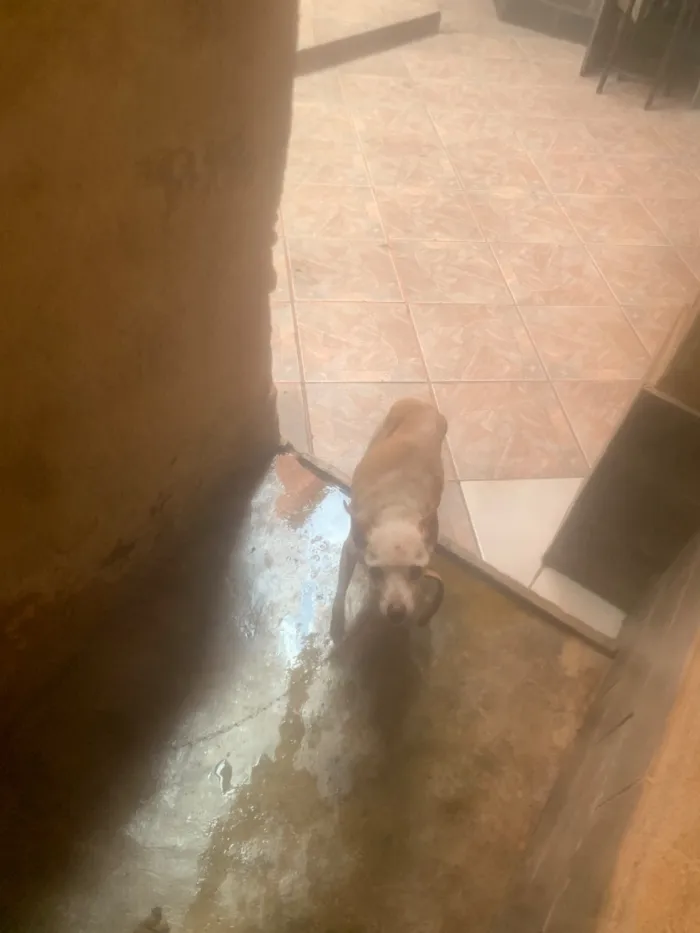 Cachorro raça SRD-ViraLata idade 6 ou mais anos nome Betovem 
