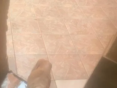 Cachorro raça SRD-ViraLata idade 6 ou mais anos nome Betovem 