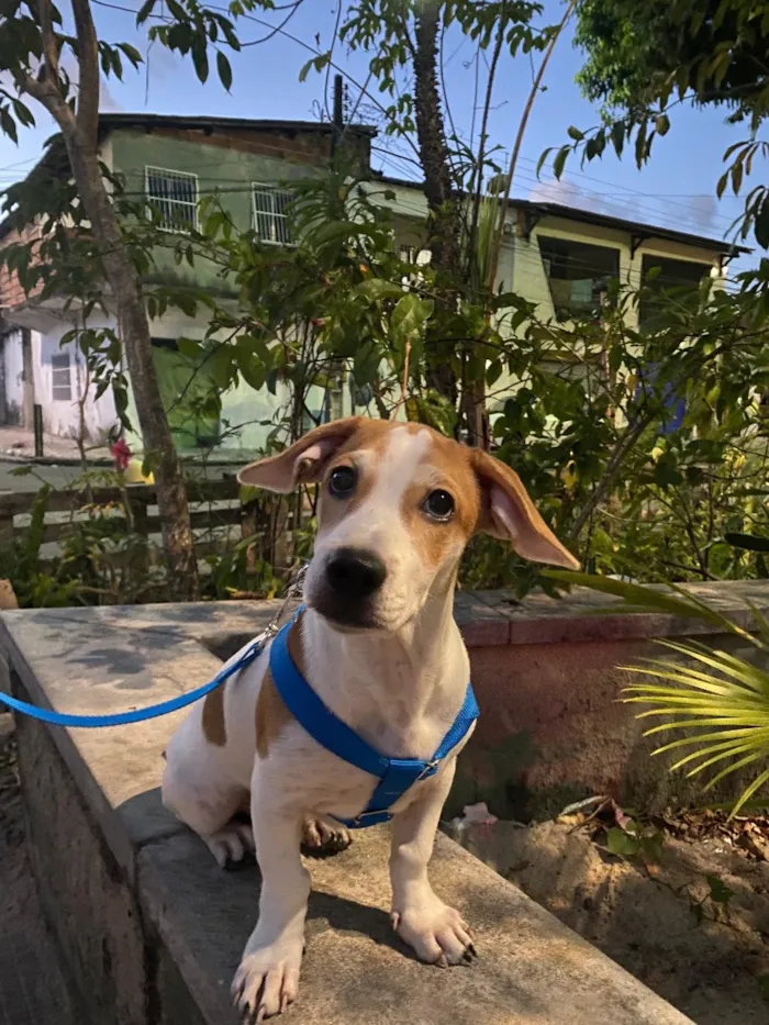 Cachorro raça SRD-ViraLata idade 7 a 11 meses nome Charles