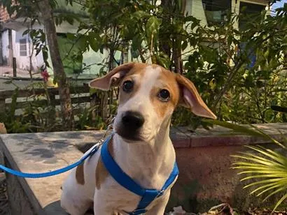 Cachorro raça SRD-ViraLata idade 7 a 11 meses nome Charles